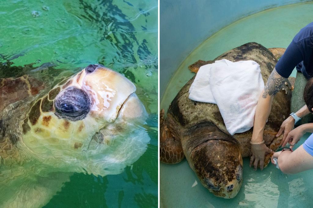 375-pound great-grandfather sea turtle released back into Florida ocean after rehabilitation